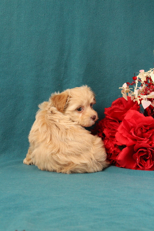 puppy, for, sale, Malshi-Poo, Matthew B. Stoltzfus, dog, breeder, Gap, PA, dog-breeder, puppy-for-sale, forsale, nearby, find, puppyfind, locator, puppylocator, aca